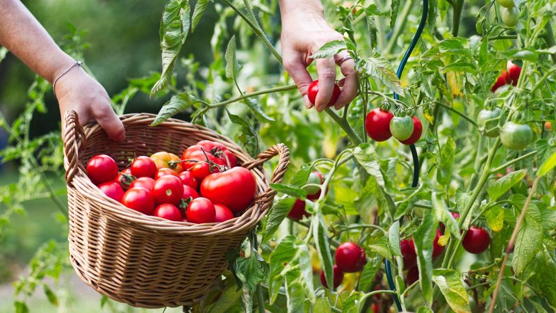 Harvest Ripe or Blushing Tomatoes Promptly