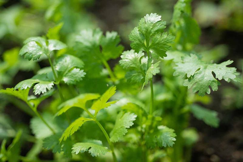 Cilantro