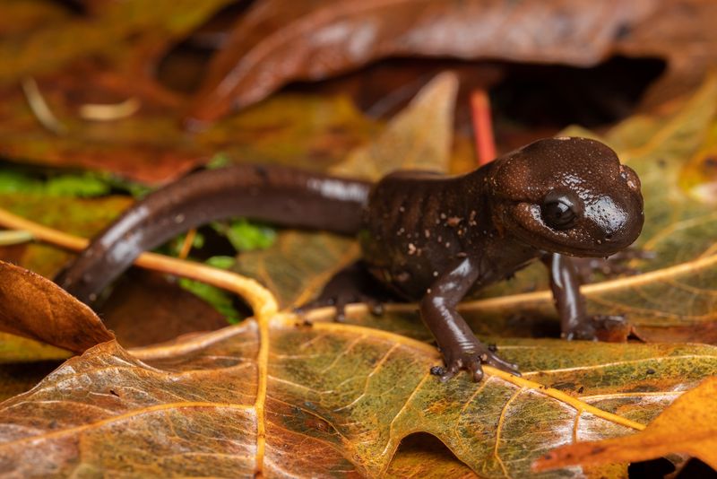 Why logs and leaf litter provide useful refuge