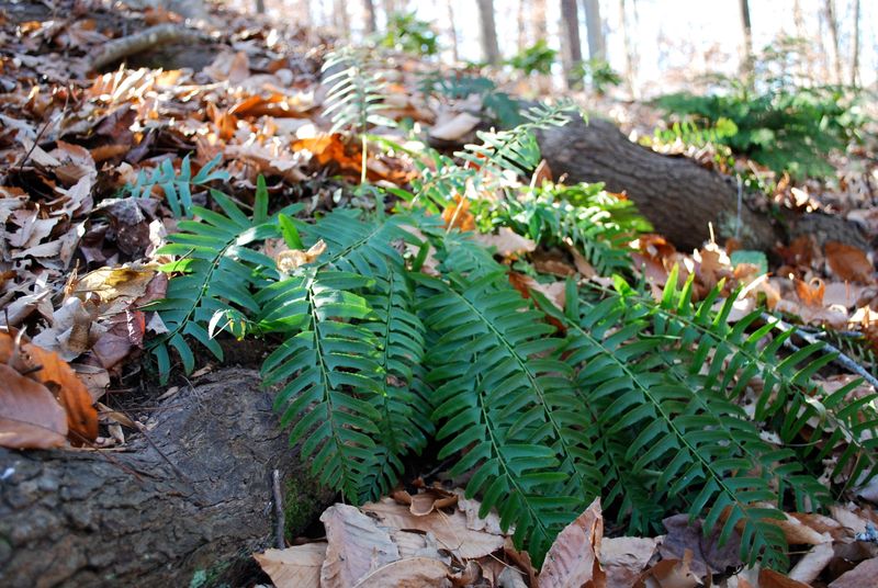 Christmas Fern (Polystichum acrostichoides)