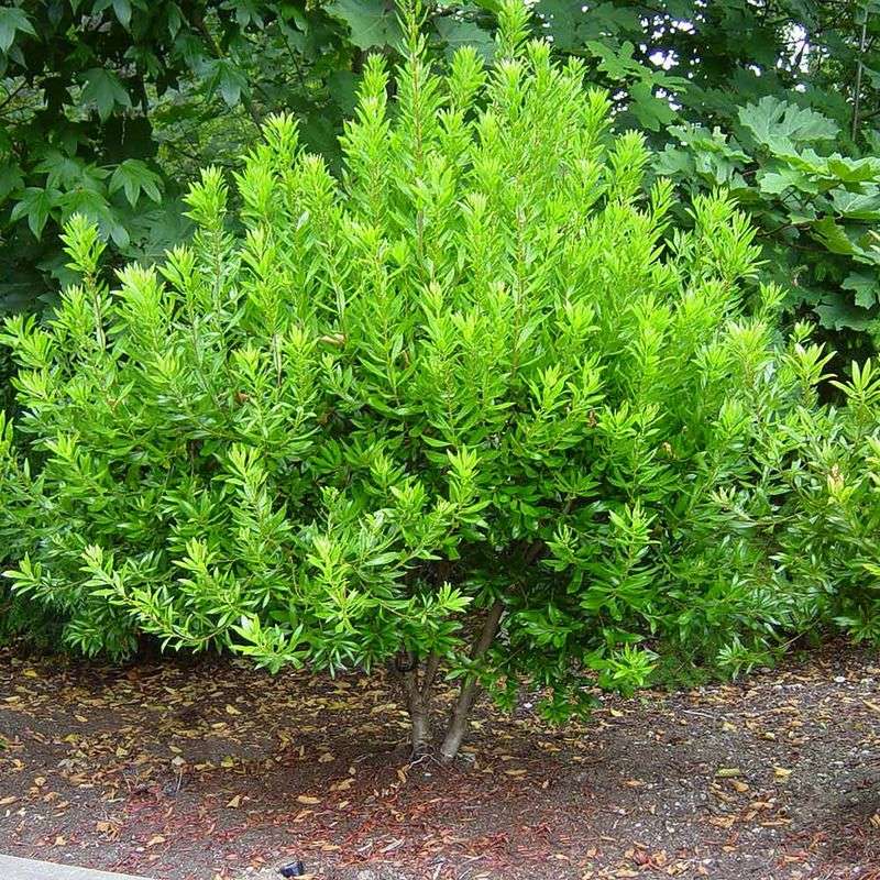 Wax Myrtle (Morella cerifera)