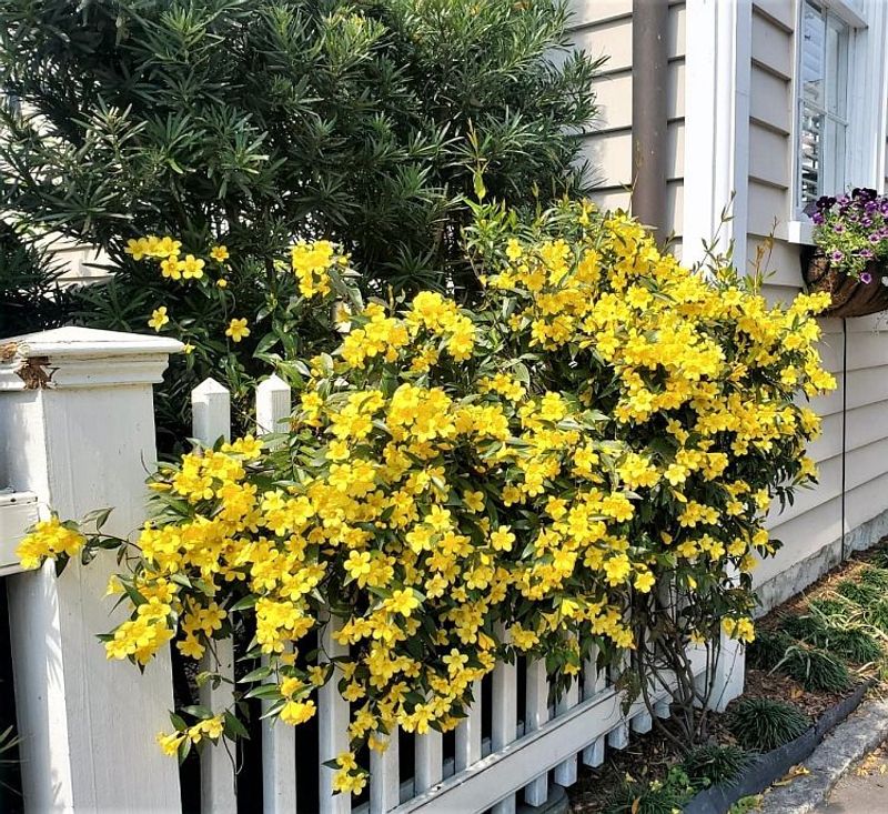 Carolina Jessamine