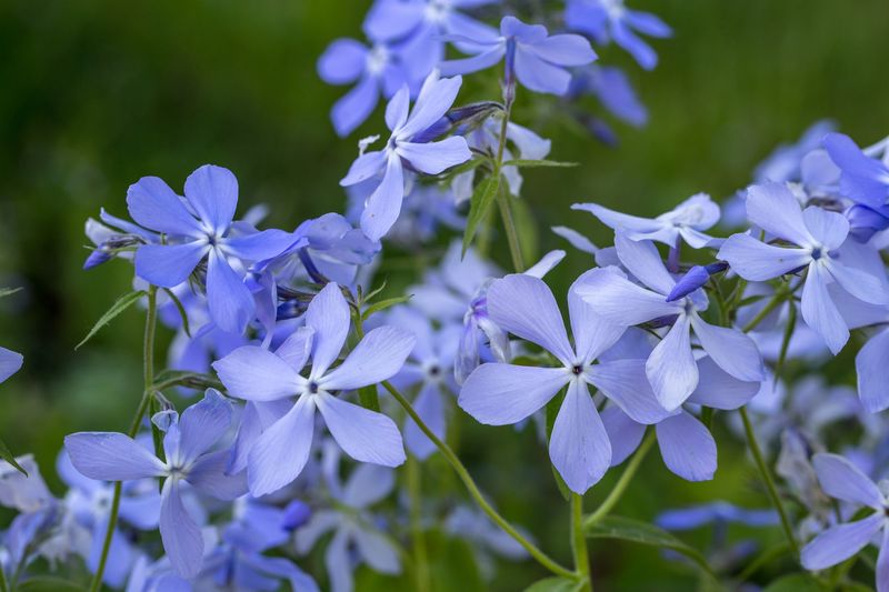 Wild Phlox