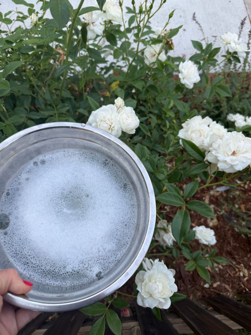 Morning hand-picking can reduce beetle buildup on a few bushes