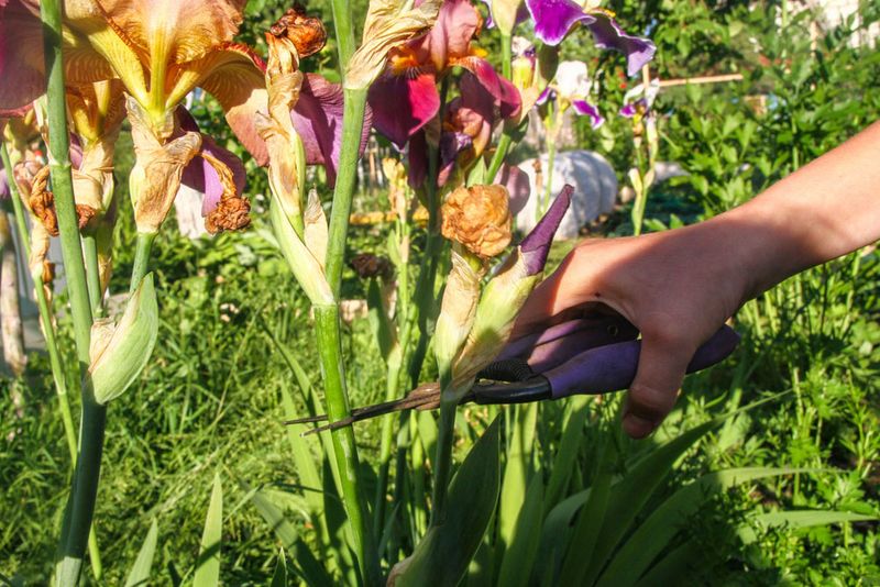 Remove Old Flower Stalks