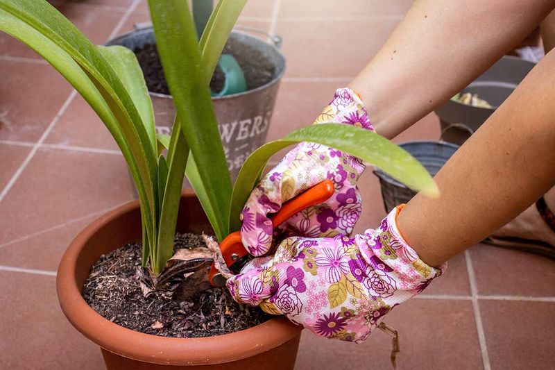 Premature Cutting of Foliage