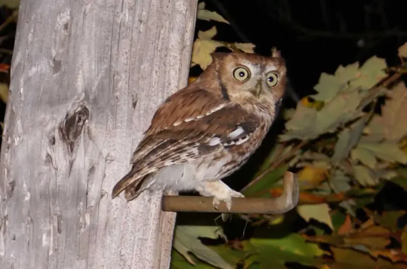 A dusk call can reveal a predator, not a rodent surge