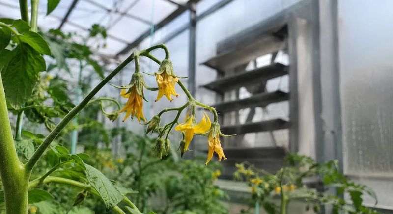 Heat can interrupt fruit set despite good care