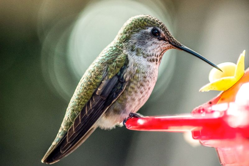 Observe carefully, then support the bird