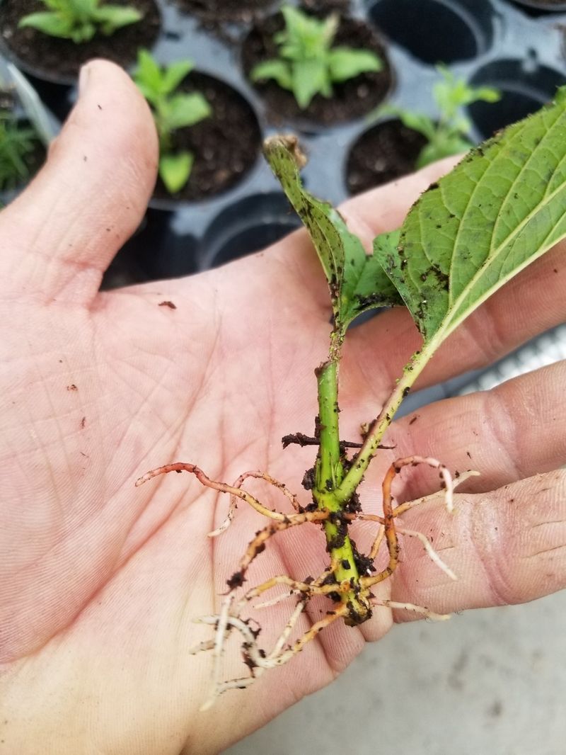 Treat spring growth as progress, not proof