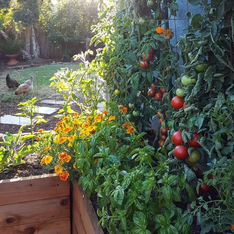 Treat Basil as a Helpful Neighbor, Not a Force Field