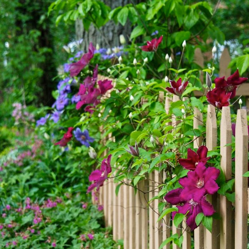 Clematis
