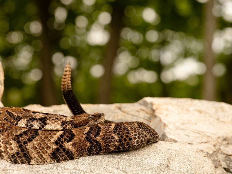 Rodents and cover may help explain a visit
