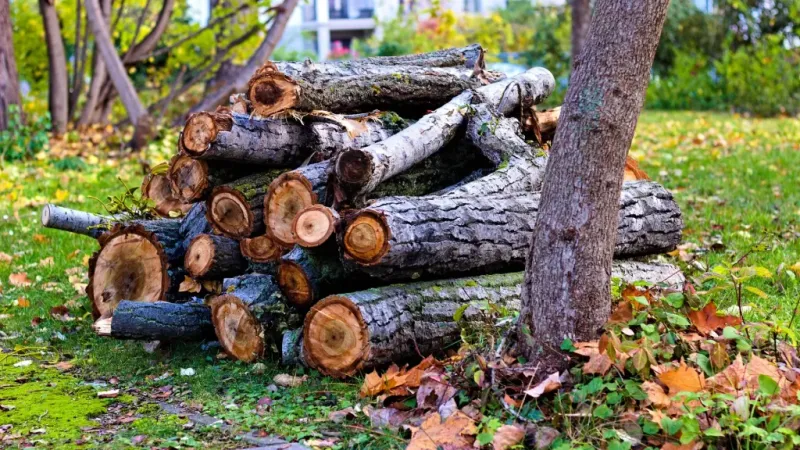 A woodpile may offer cover, warmth, and foraging opportunities