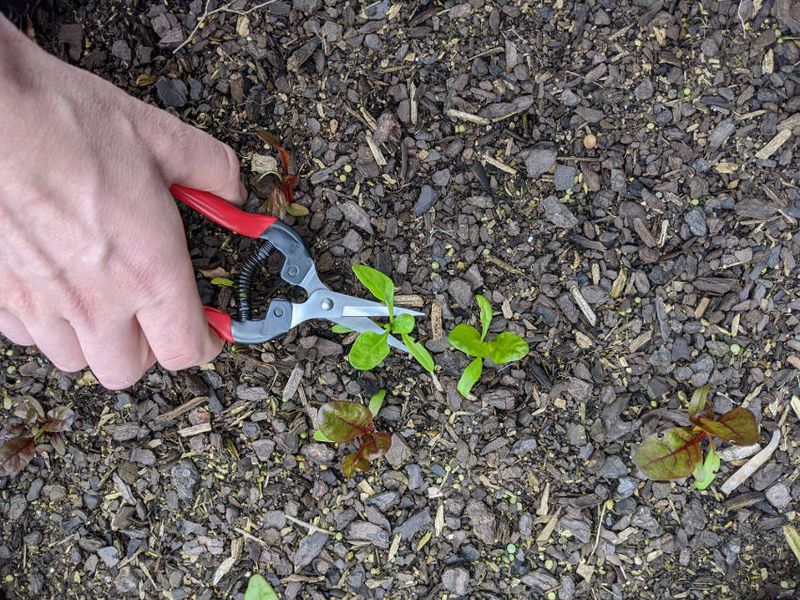 Thin young beet seedlings before their roots become crowded
