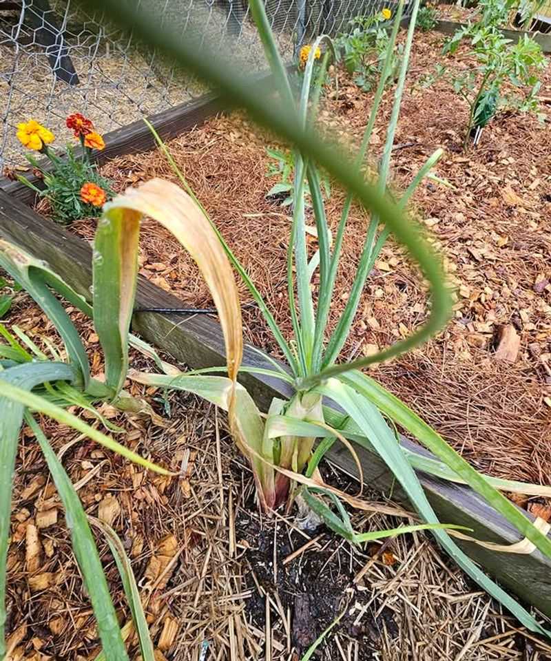 Troubleshoot spring weakness without blaming depth automatically