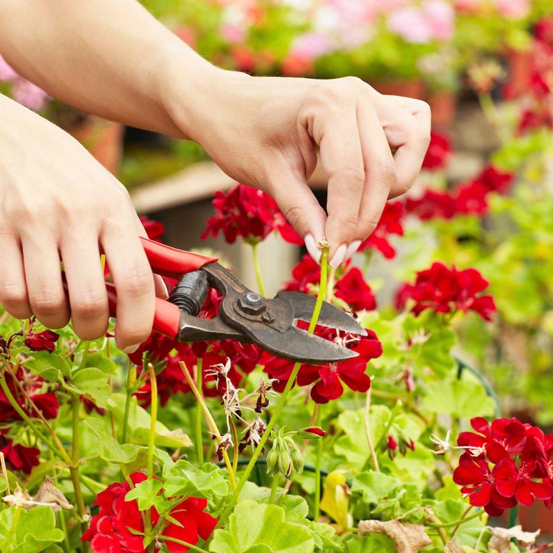 Your Snips Are Clean and Sharp Before You Start