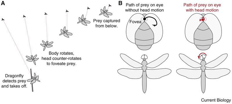 What does the dragonfly actually aim at?