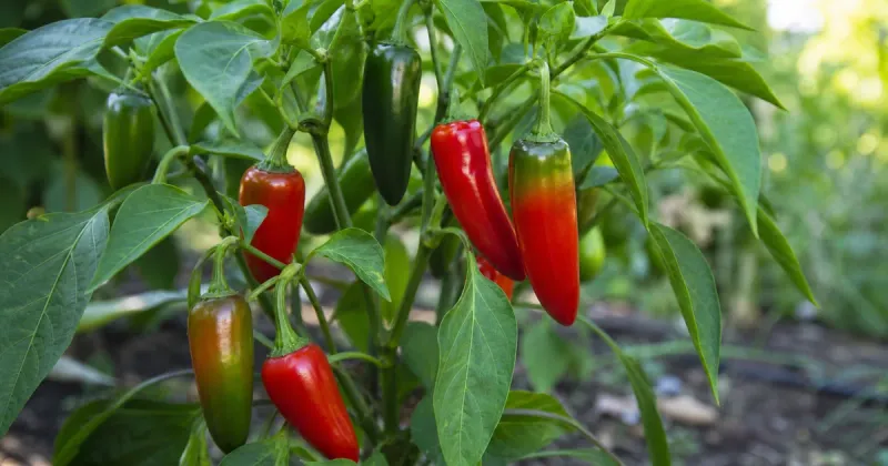 How much time do your peppers have?