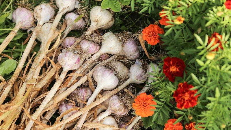 Garlic