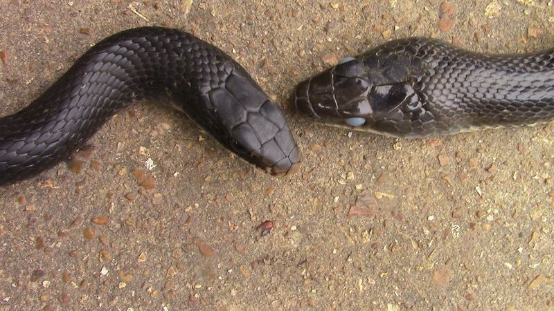 A dark snake is not automatically a racer