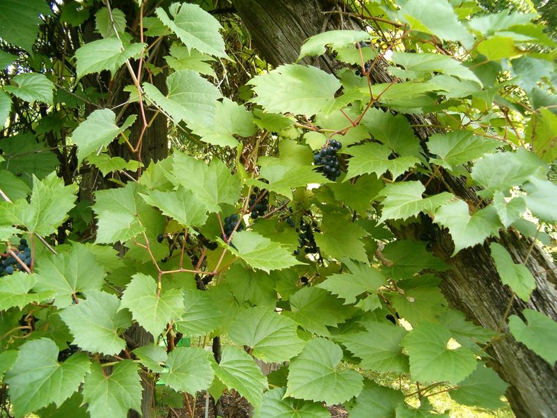 Riverbank Grape / Wild Grape (Vitis riparia)