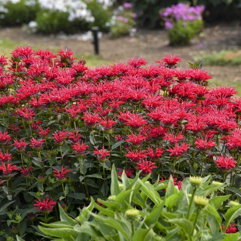Bee Balm (Monarda)