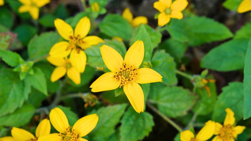 Choose permanence or peak seasonal color