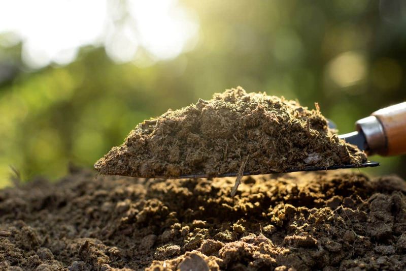Aged Cow Manure