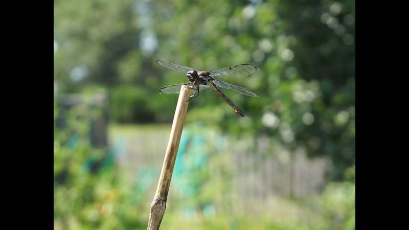 A patio sighting does not identify the prey