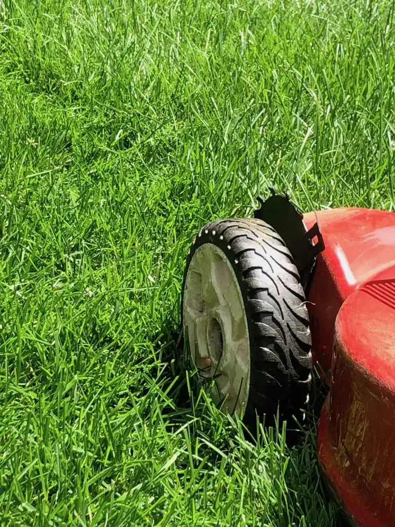 Mow high and follow the one-third rule