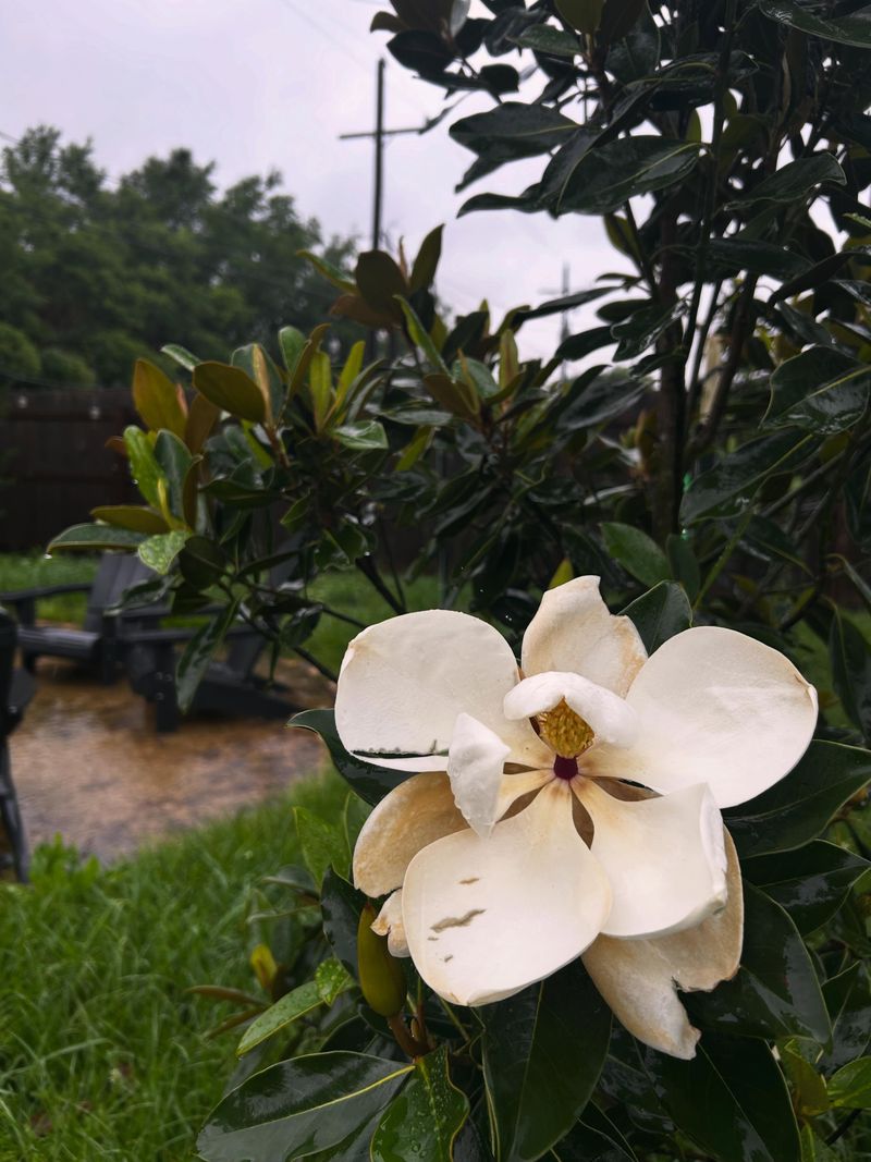 Southern Magnolia