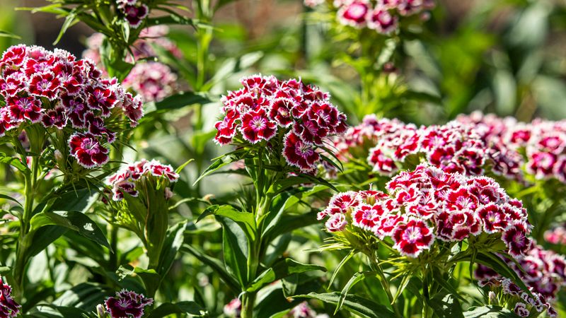Dianthus