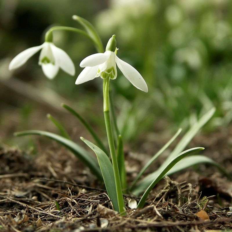 Daffodils and snowdrops are botanical relatives, not the same flower