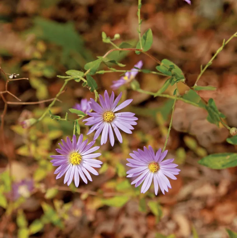 Spreading Aster