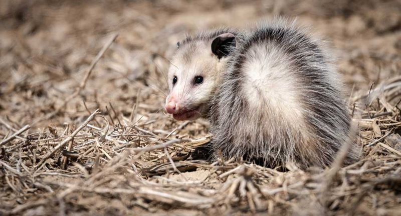 What researchers found in wild opossums