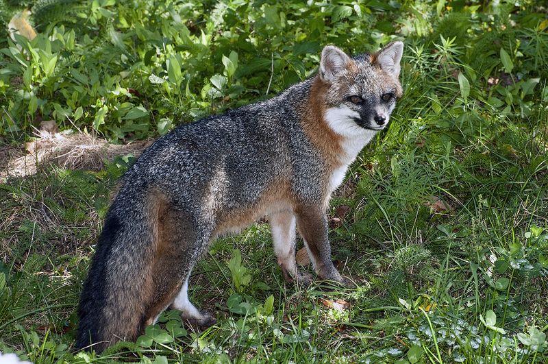 Protect pets, poultry, and occupied dens before taking stronger action