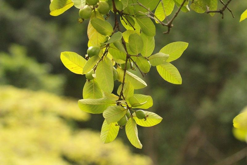 Homemade Guava Leaf Tea for Plants