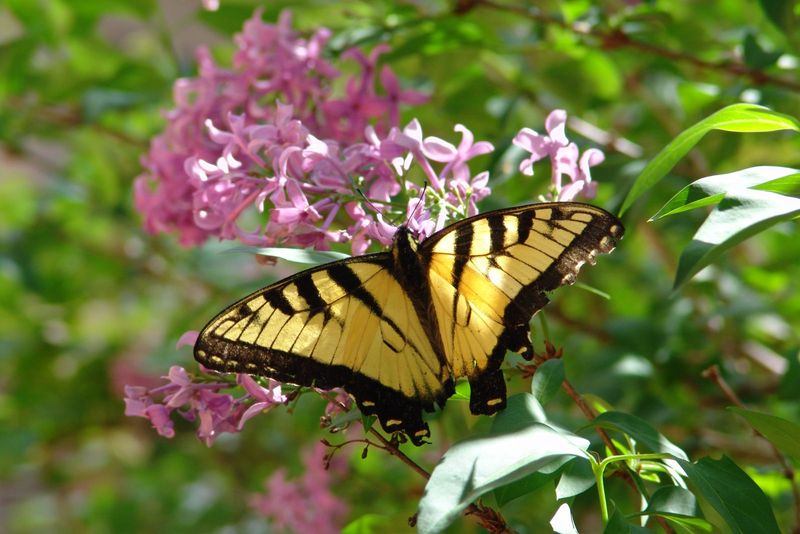 Eastern Tiger Swallowtail