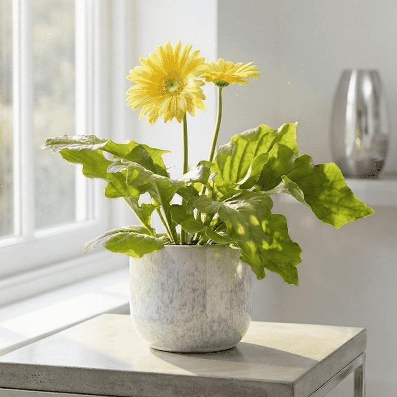 Gerbera Daisy