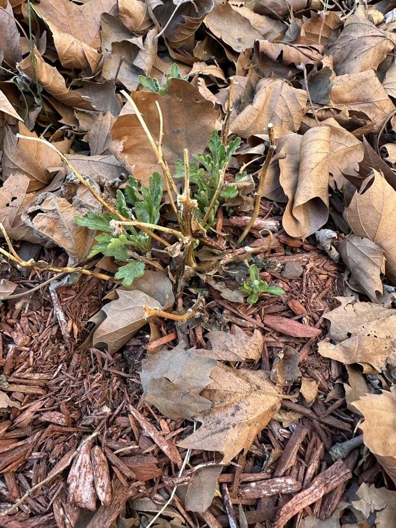 Remove Mulch and Old Stems in Spring