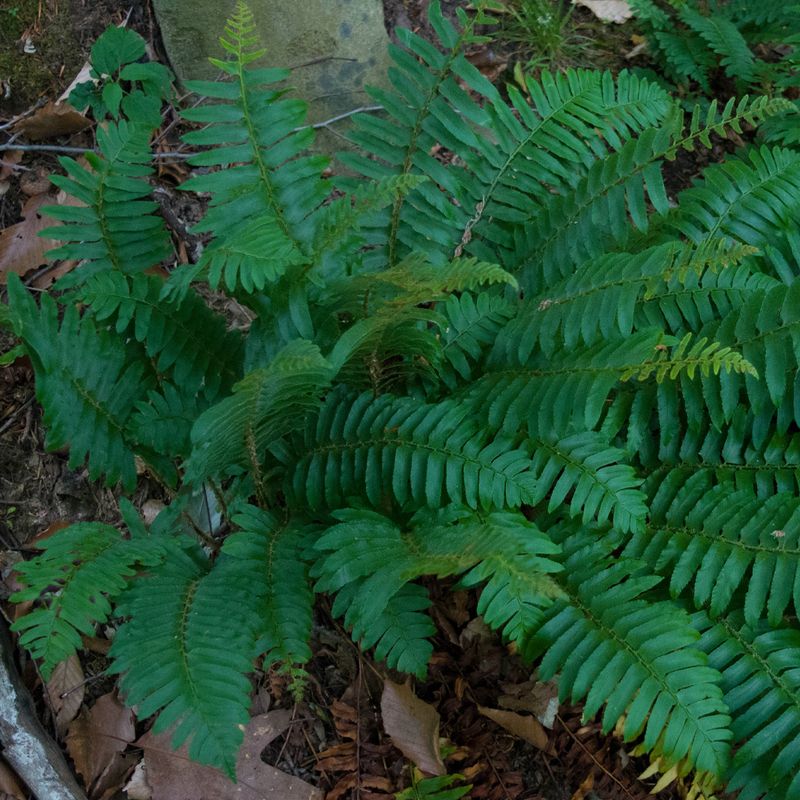 Christmas Fern (Polystichum acrostichoides)