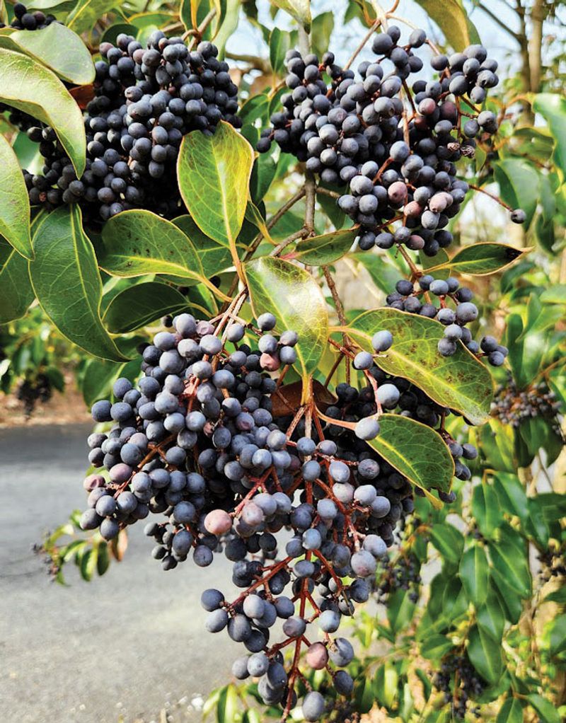 Chinese and Japanese Privet