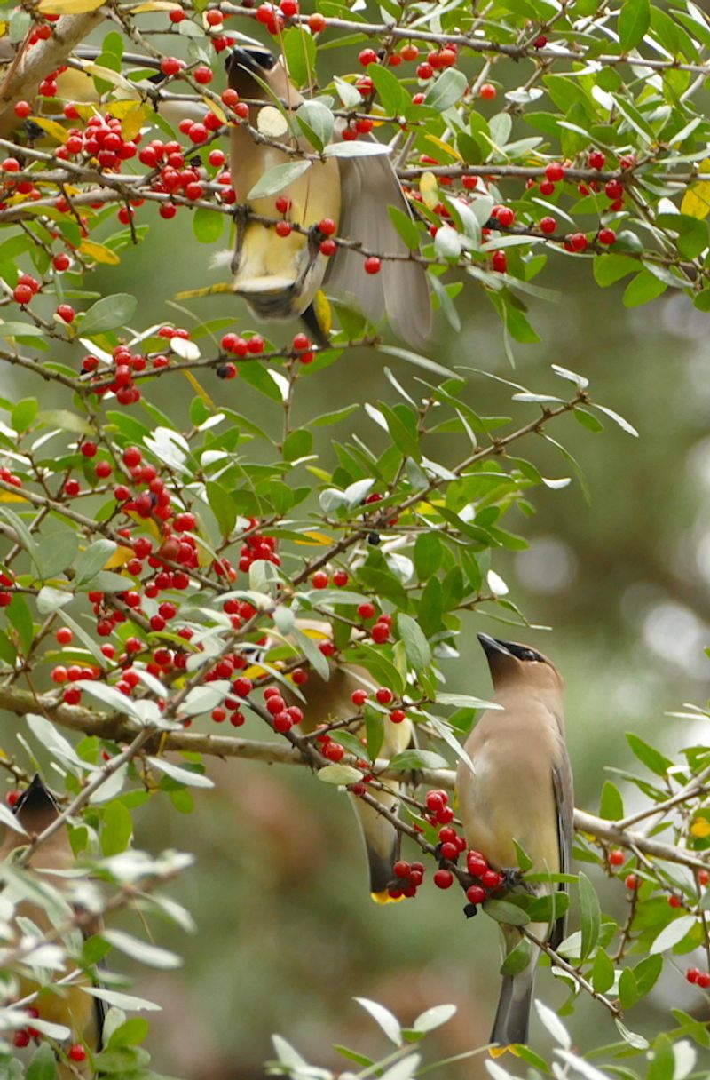 Yaupon Holly (Ilex vomitoria)