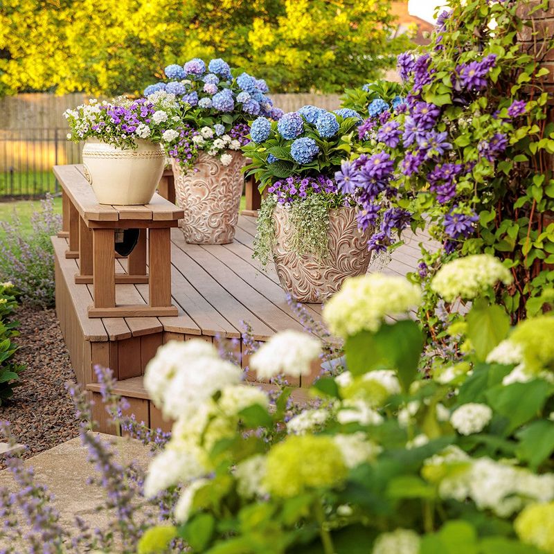 Water Container Hydrangeas More Often