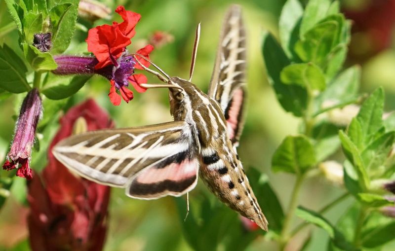 Which Sphinx Moth Came to Dinner?