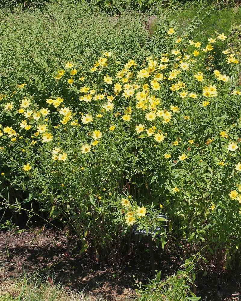 Coreopsis (Tickseed)