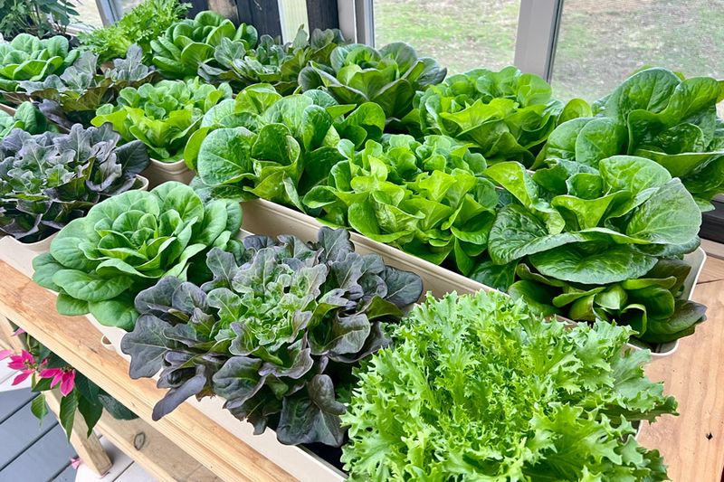 Lettuce and Leafy Greens