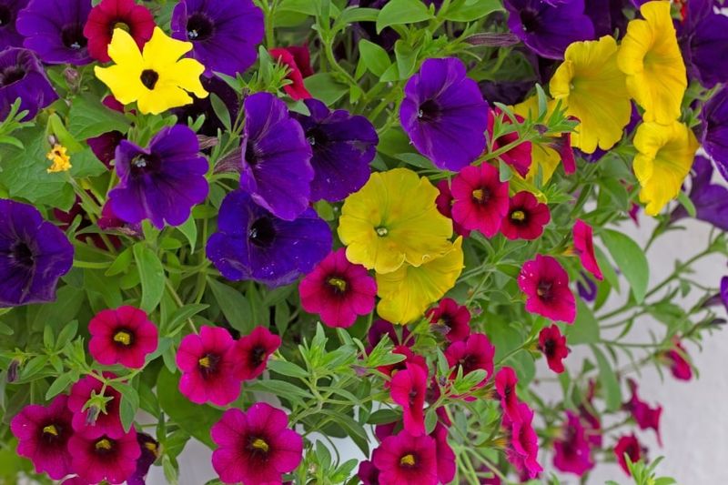 Calibrachoa (Million Bells)