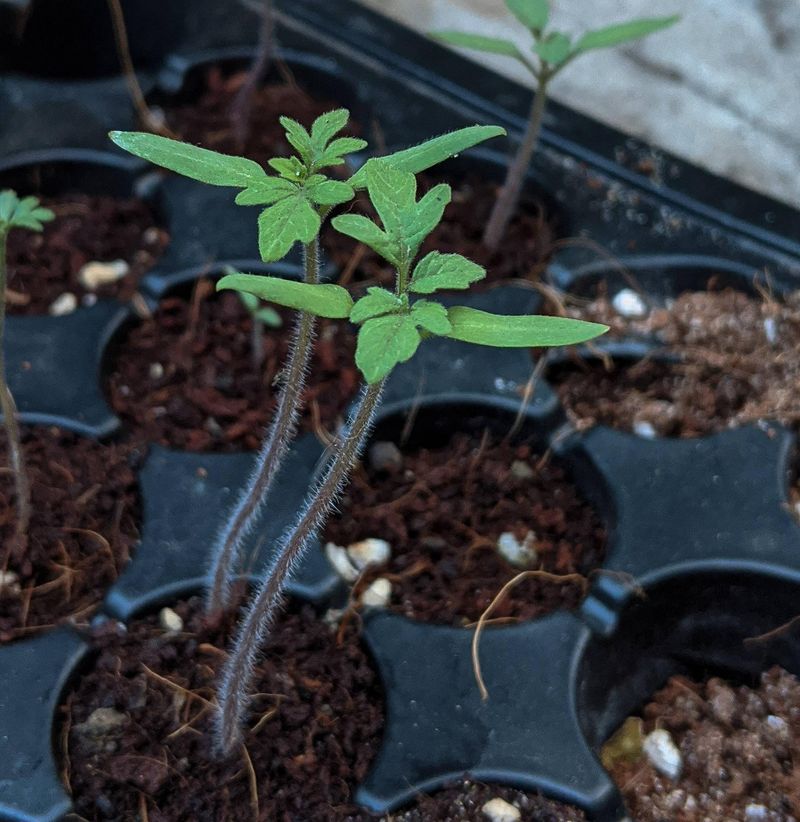 Transplant Shock After Setting Out